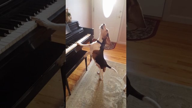 The dog performs the saddest ballad you've ever heard in your life