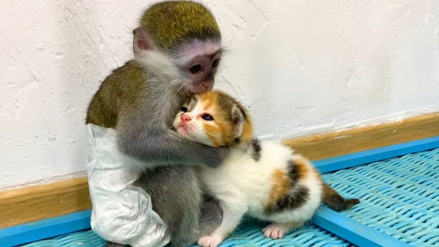 Baby monkey Susie is worried that kitten will be lost without mom cat [VIDEO]