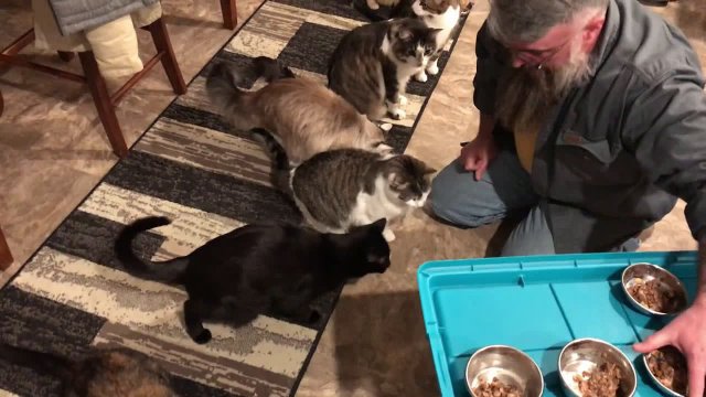 Kitty chaos: couple shows how they feed their seven cats