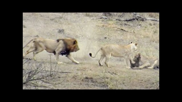 Male lion rescues warthog from other lions