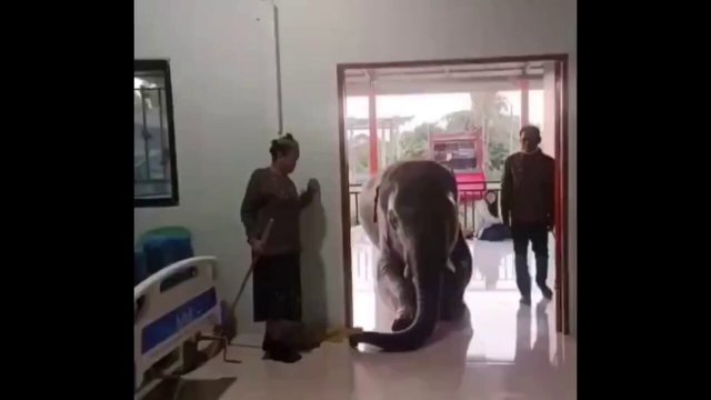 Elephant brought to hospital to say goodbye to his terminally ill caretaker [VIDEO]