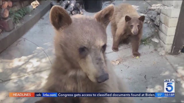 Sierra Madre residents on edge over growing number of bear encounters [VIDEO]