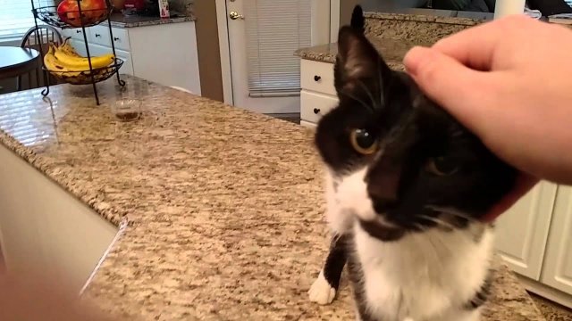 Cat has a crazy deep meow [VIDEO]