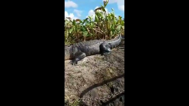 Alligator jumps in tourist boat