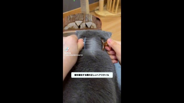 Kitty having a spa day [VIDEO]