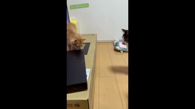 Cats Confused by DVD Drives