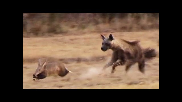 Aardvark (Anteater) Tries to Outrun Hyena in an Epic Chase!