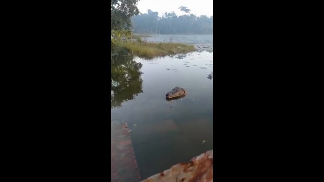Is this a crocodile or a dinosaur? [VIDEO]