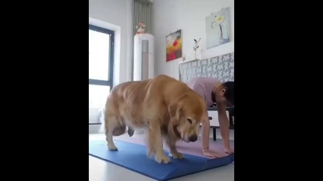 Mom dog and her puppy doing yoga with her owner [VIDEO]