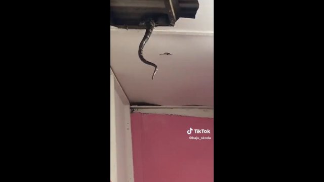 Snake was stuck in the ceiling and then this happened [VIDEO]