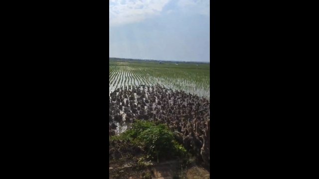 Using ducks as natural pest control in rice fields [VIDEO]