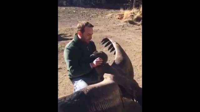 Large Condor Regularly visits Man who saved it's life as a Baby.