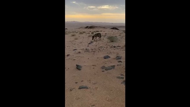 This dude found a thirsty Arabian Wolf in the desert [VIDEO]