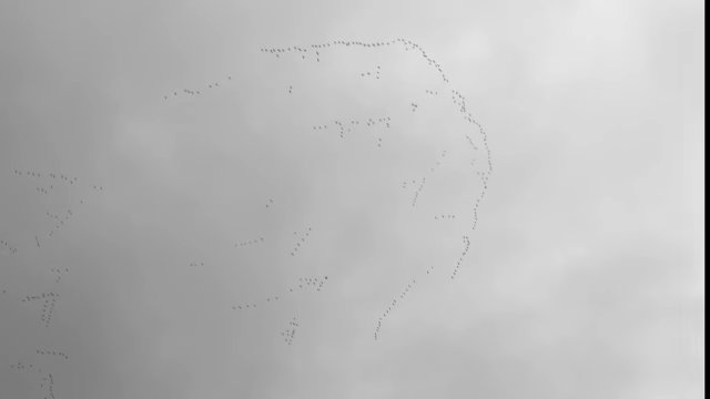 Winter is coming. A giant key of birds flying away