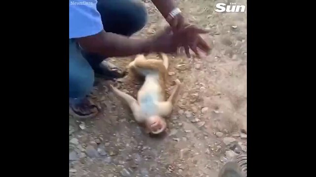 Incredible moment taxi driver brings a monkey back to life with CPR [VIDEO]