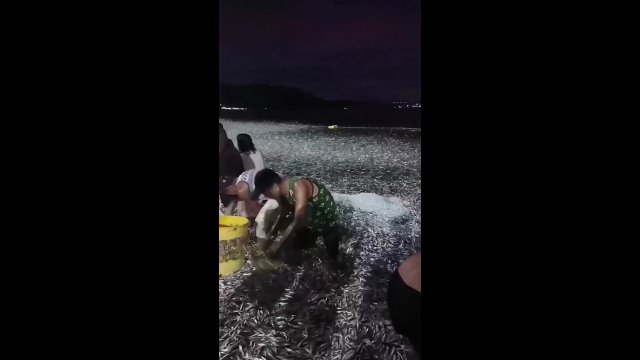 Millions of sardines mysteriously washed up on the shore in the Philippines [VIDEO]