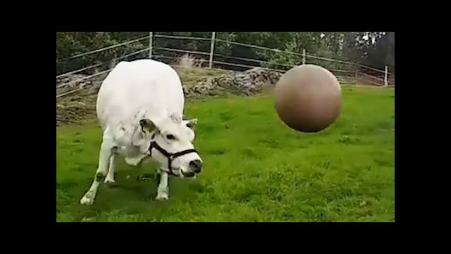 Cow Plays with Pilates Ball [VIDEO]