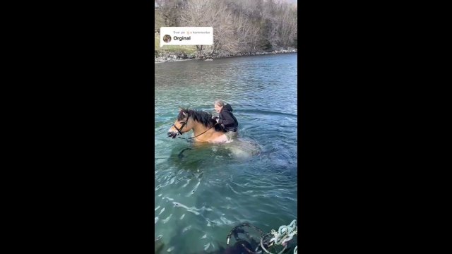 Horses are very good swimmers... [VIDEO]