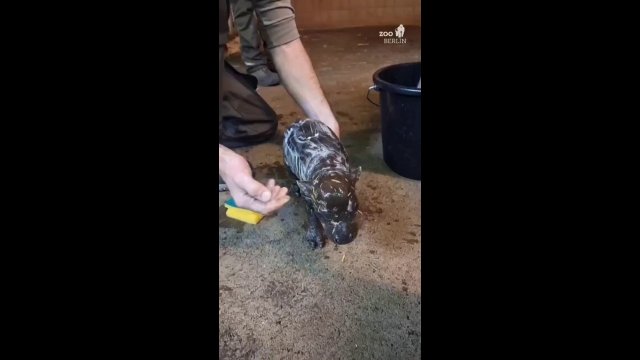 Tiny baby hippo having a bath [VIDEO]