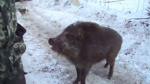 This boar behaves like a dog