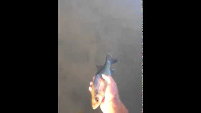 Man releases fish, it keeps swimming back [VIDEO]