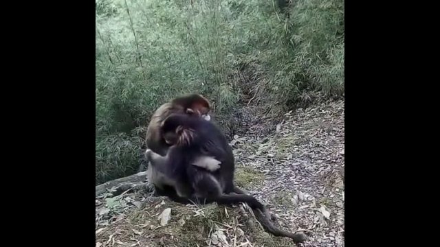 Two endangered golden monkeys hugging each other