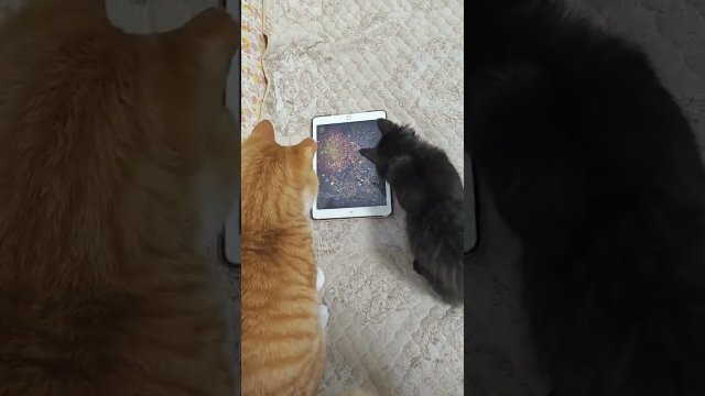 Crazy'Cat's Playing with Tablet [VIDEO]