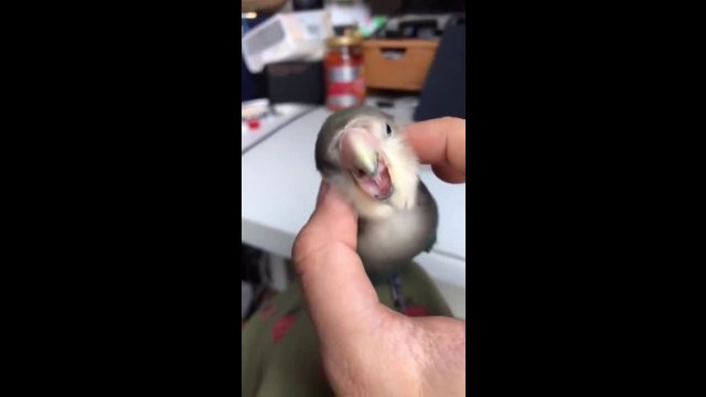Stroking the bird