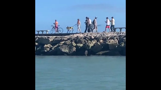 A woman was seen walking a robotic dog on a leash along a Florida beach