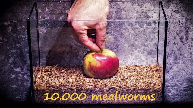 10.000 mealworms eats Apple in 2 days