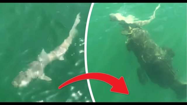 Shark eaten by giant fish! Fishermen shocked as King of the Ocean dethroned [VIDEO]