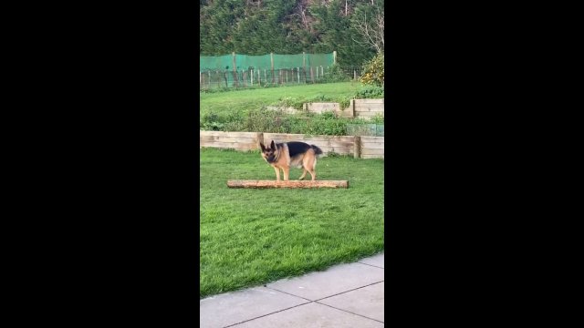 Dog brings a stick to throw