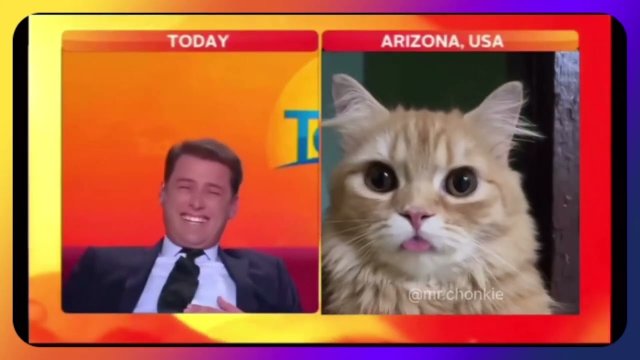 Cat accidentally attends news interview [VIDEO]