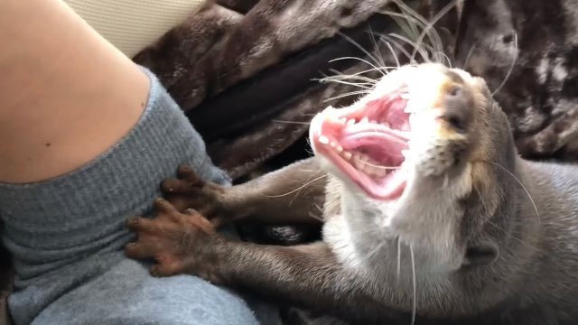 How the otter wakes up