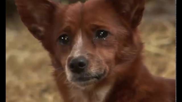 Dog cries after being separated from its surrogate "mother"