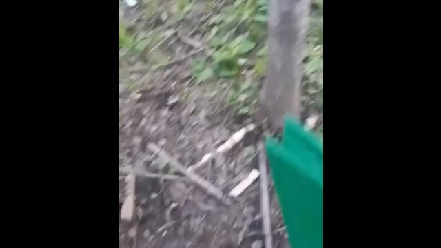 Man builds a butt scratch spot for the bears in the woods [VIDEO]