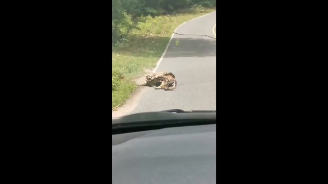 Monster 3-metre python strangles deer on roadside – but it has a miraculous escape