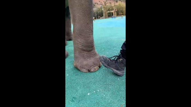 The way elephant was softly touching his toes..how extra careful he was [VIDEO]