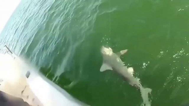 Goliath Grouper eats shark whole [VIDEO]