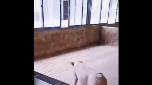 Pig flees from the butcher
