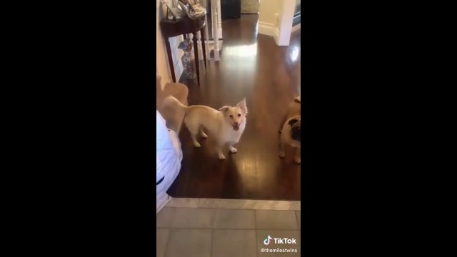 Telling deaf dog it's time to go for a walk [VIDEO]