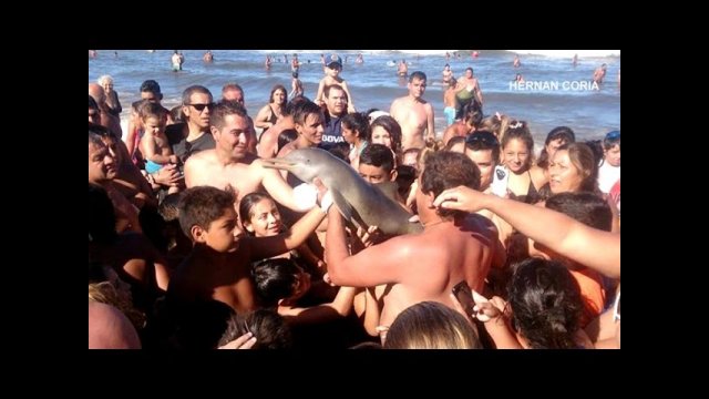Endangered baby dolphin dies after being pulled out of water