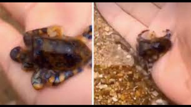 Tourist holds deadly blue-ringed octopus [VIDEO]