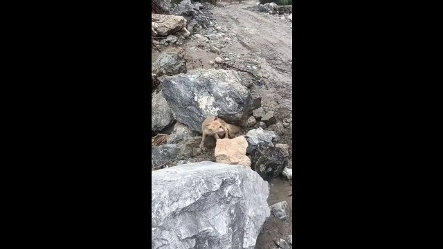 Helping a fox with tail caught under a rock [VIDEO]