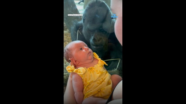 Watch this gorilla try to kiss a baby through the glass at zoo [VIDEO]