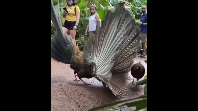 Desperate pick-up. Big Peacock vs. Ruthless Mrs. Peacock