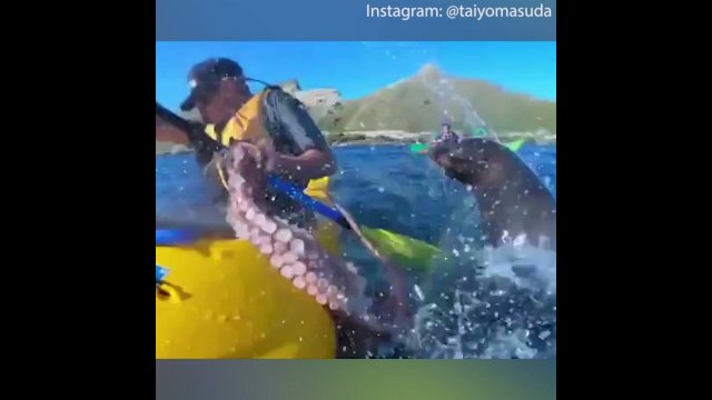 This seal slaps a kayaker in the face with an OCTOPUS! [VIDEO]