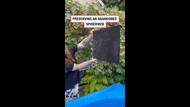 How to preserve an abandoned spider web [VIDEO]