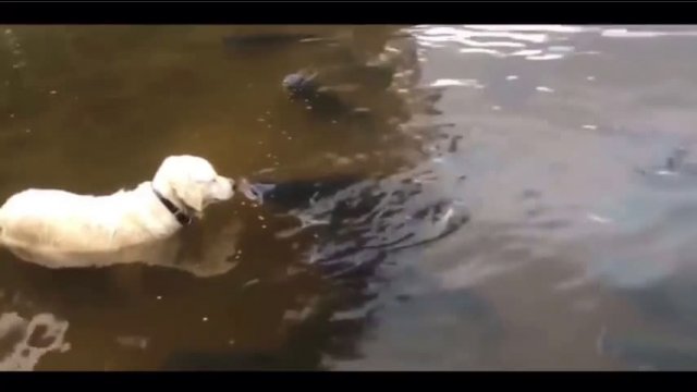 Dog Catches Huge Catfish and Drags it out of the Lake