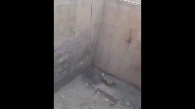 Rescuing a fox from trouble